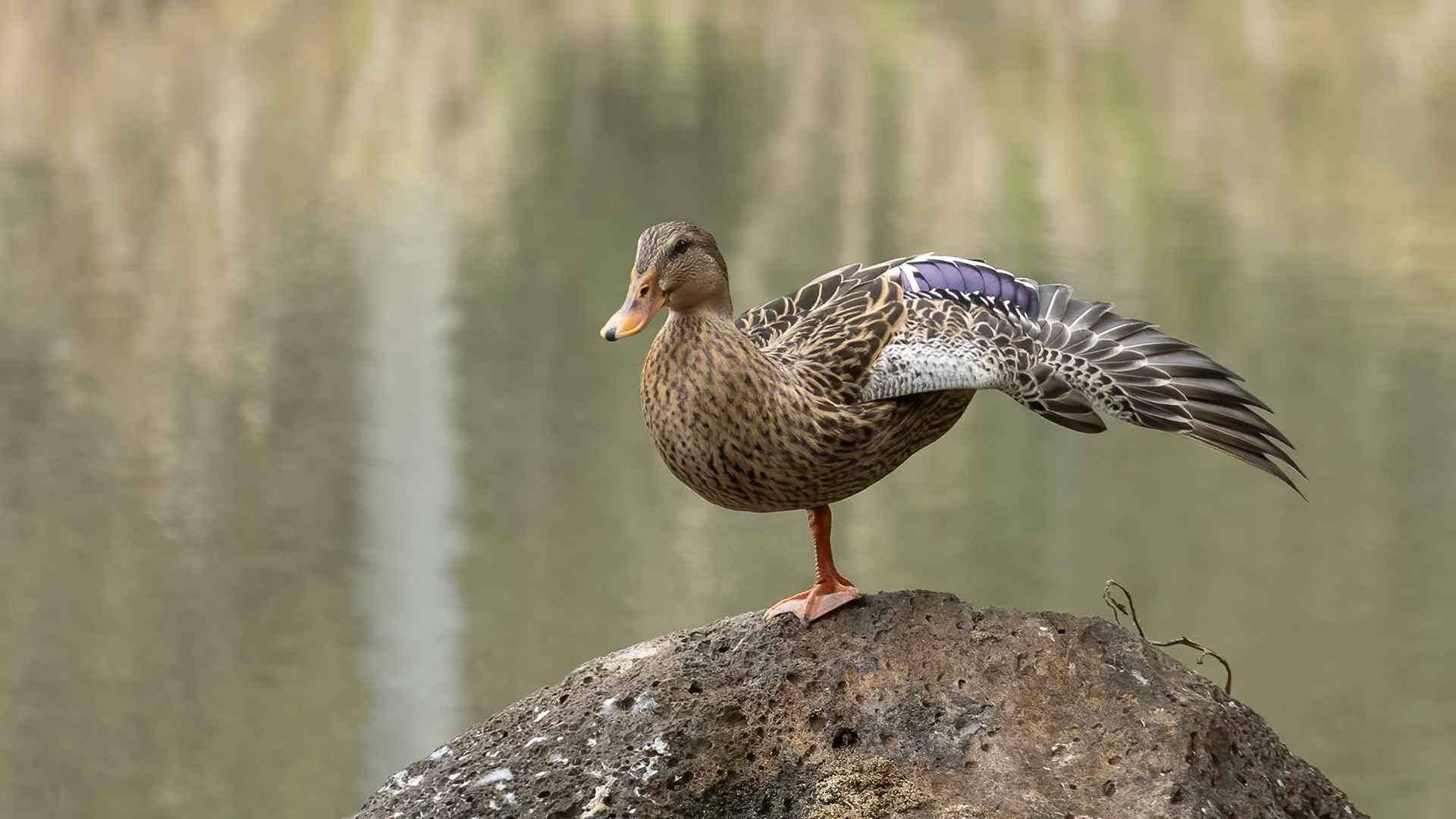 Mallard